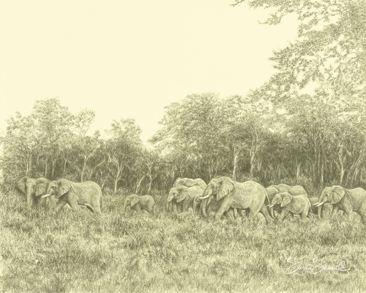 Family portrait of elephants - drawn in graphite pencil