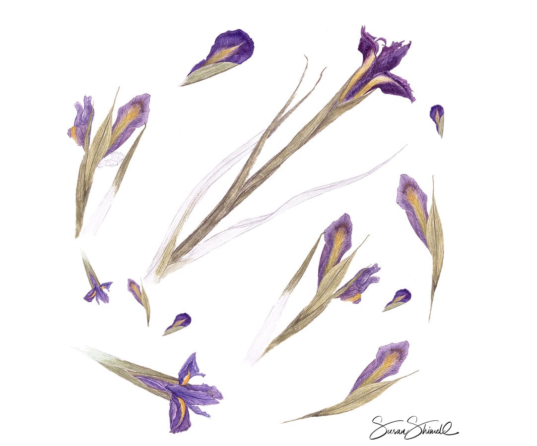 Study of irises in watercolour