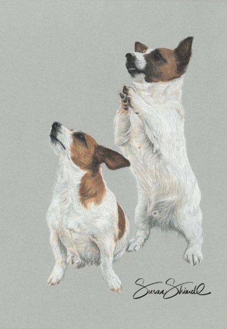 Pastel portrait of Jack Russell Terriers.