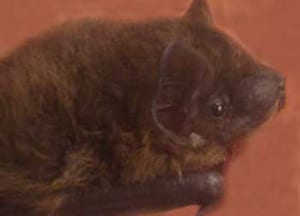 Rescued Pipistrelle bat cared for by Susan Shimeld