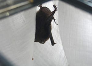 Rescued Daubenton's bat sleeping in faunarium. Reg. Bat Carer Susan Shimeld