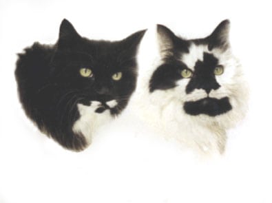 Bespoke pet portrait commission of two cats.