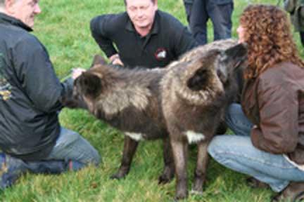 Su receives a wolf kiss from Mosi. UK Wolf Conservation Trust