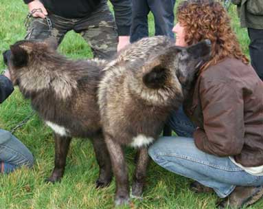 Mosi, a wolf rests her head on Su's shoulder. UK Wolf Conservation Trust