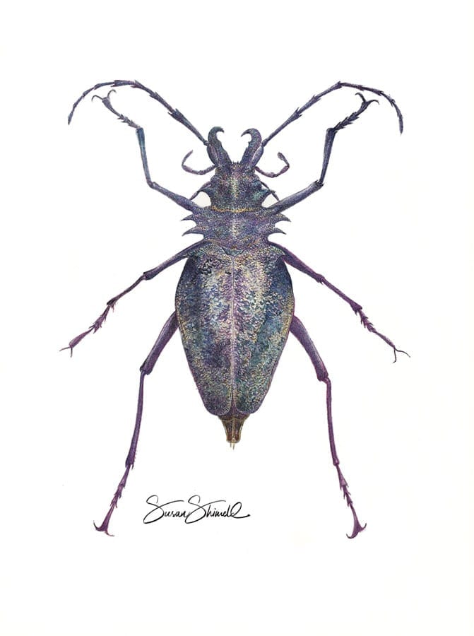 Longhorn beetle in watercolour
