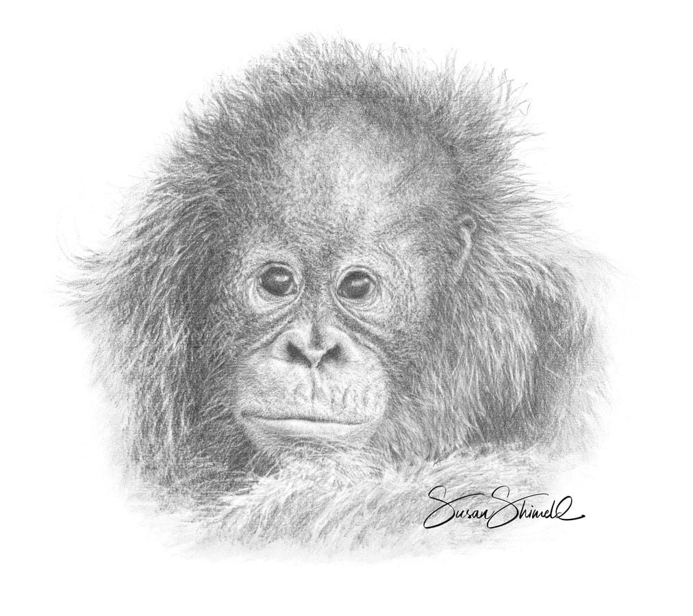 Baby Orangutan Portrait. Graphite Pencil Drawing
