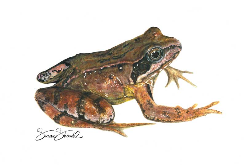 Common frog - painted in gouache