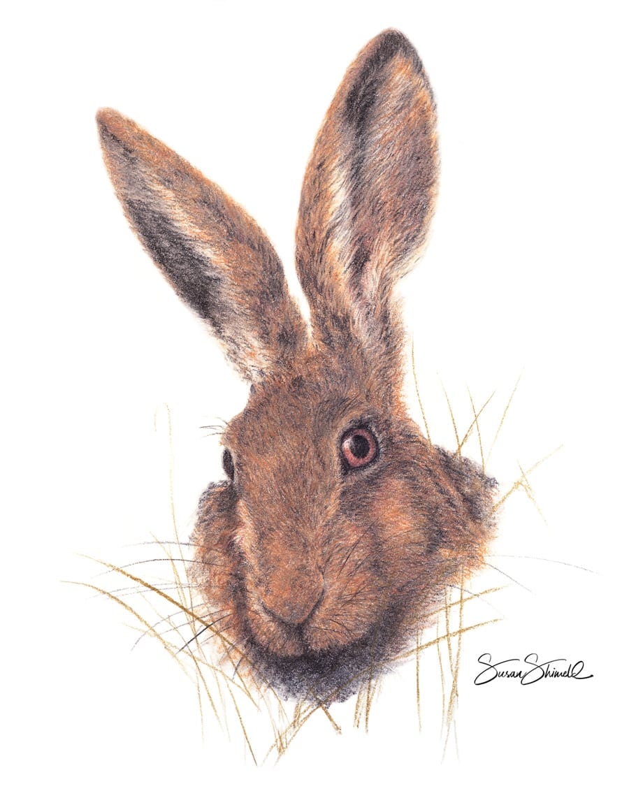 Brown Hare Portrait. Pastel Painting