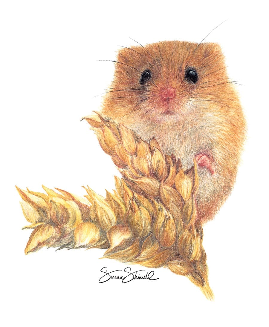 Harvest Mouse in pastel