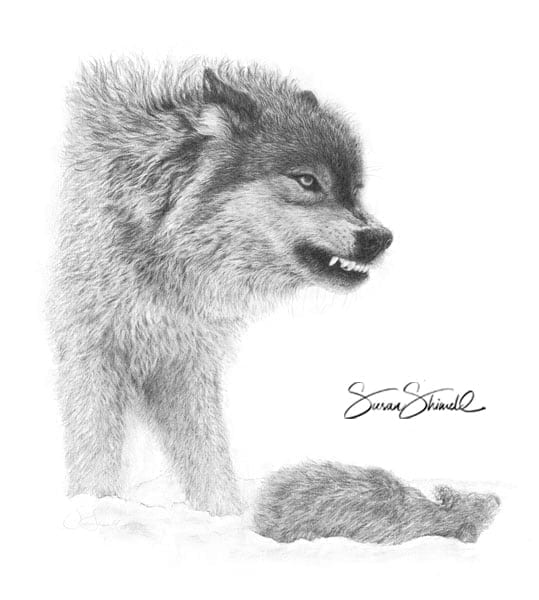 Wolf & prey - graphite pencil drawing