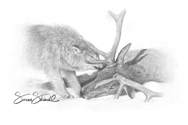 Wolf & Reindeer - drawing in graphite pencil