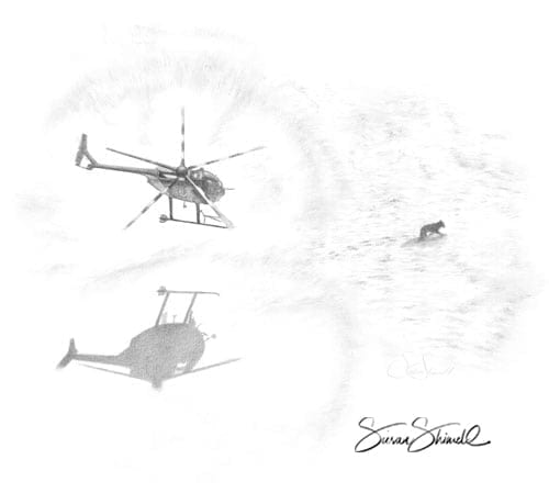 Aerial wolf hunt - drawing in graphite pencil
