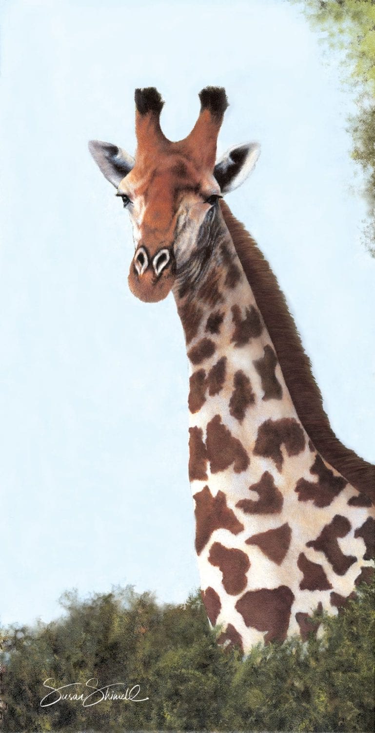 Giraffe portrait in oil on canvas