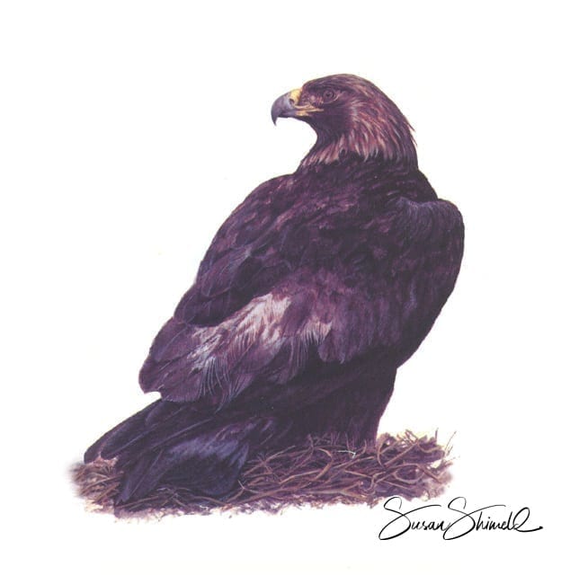 Golden eagle painting in gouache