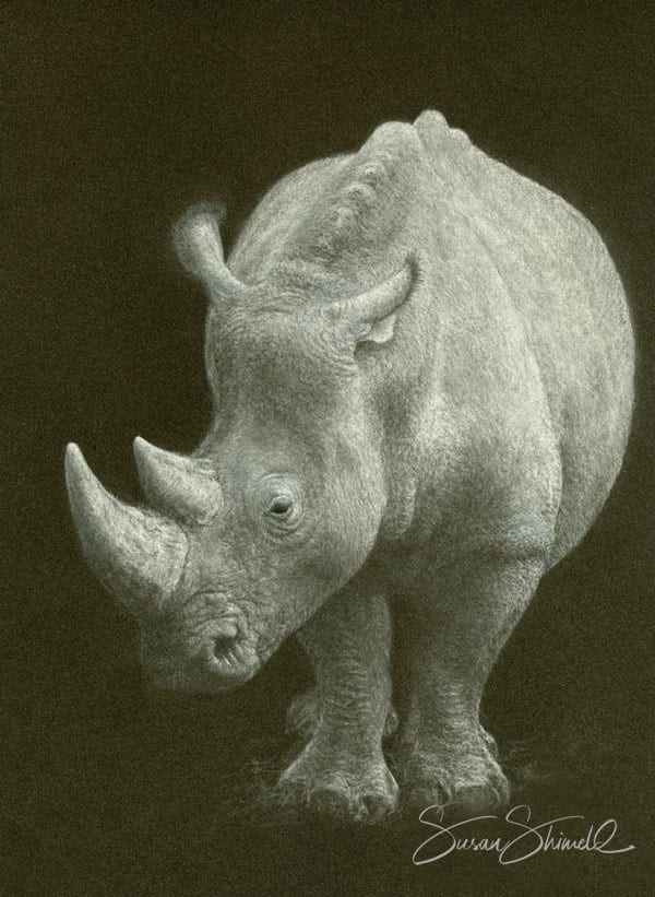 'Out of the Shadows' White Rhinocerus Pastel Portrait
