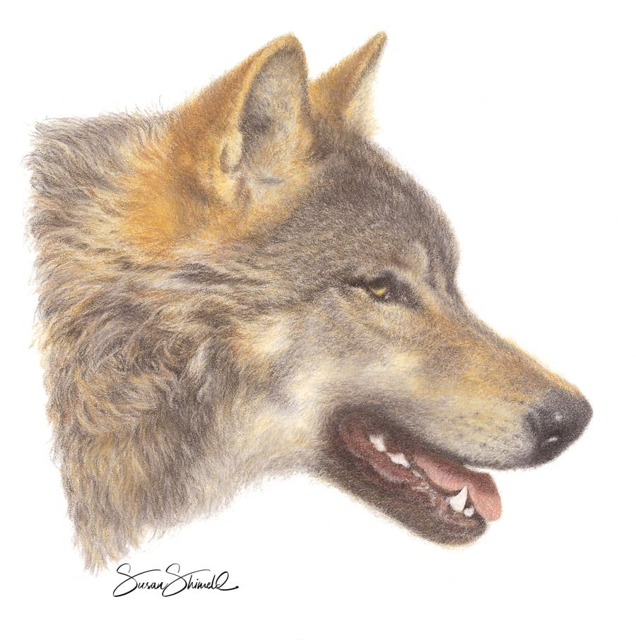 Wolf portrait in pastel