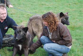Su with Mia, a wolf at the UK Wolf Conservation Trust