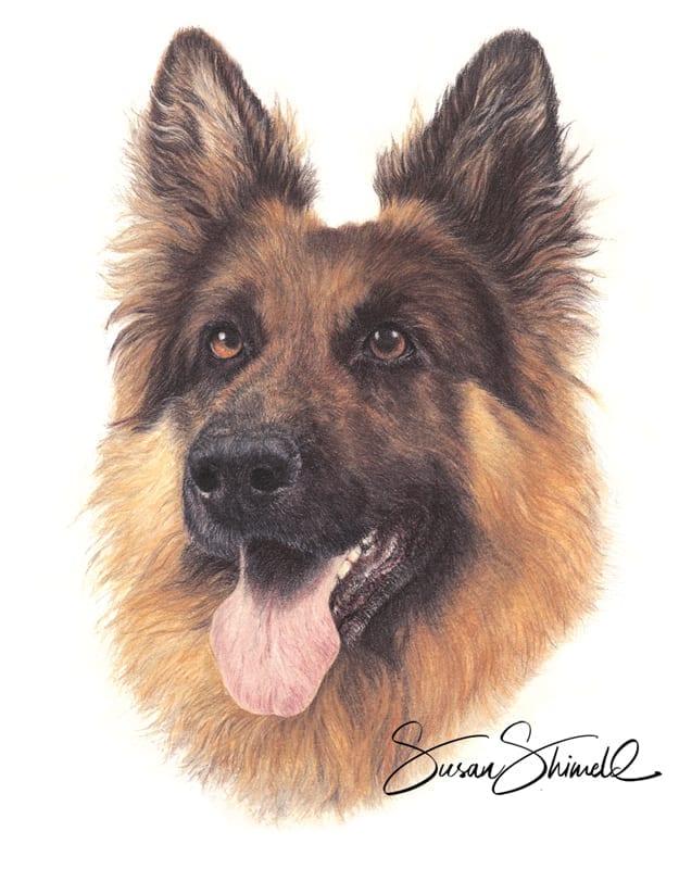 German Shepherd dog drawn in pastel