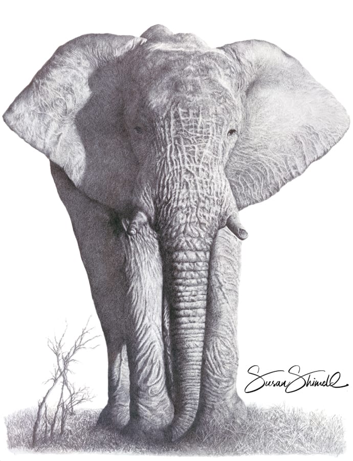 Gentle Giant - African elephant drawn in pencil