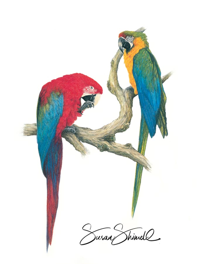 Macaw Magic - macaws drawn in pastel