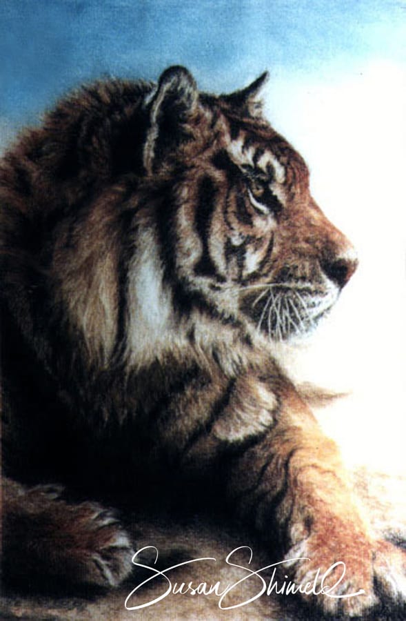 Tiger - drawing in pastel