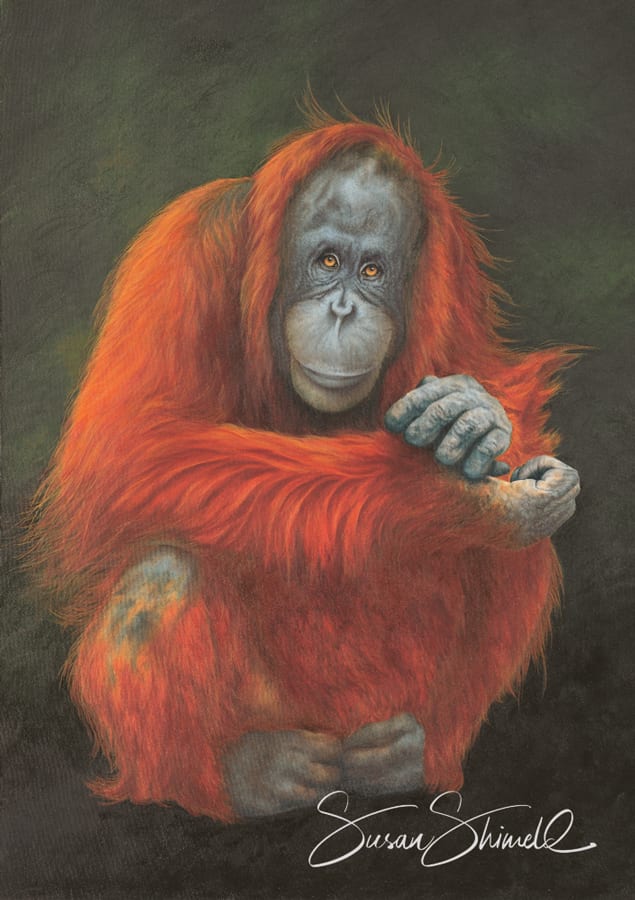 Amy orangutan