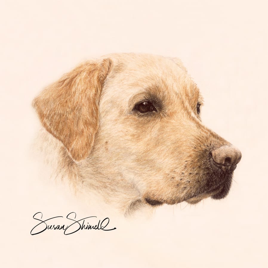 Labrador Retriever dog drawn in pastel