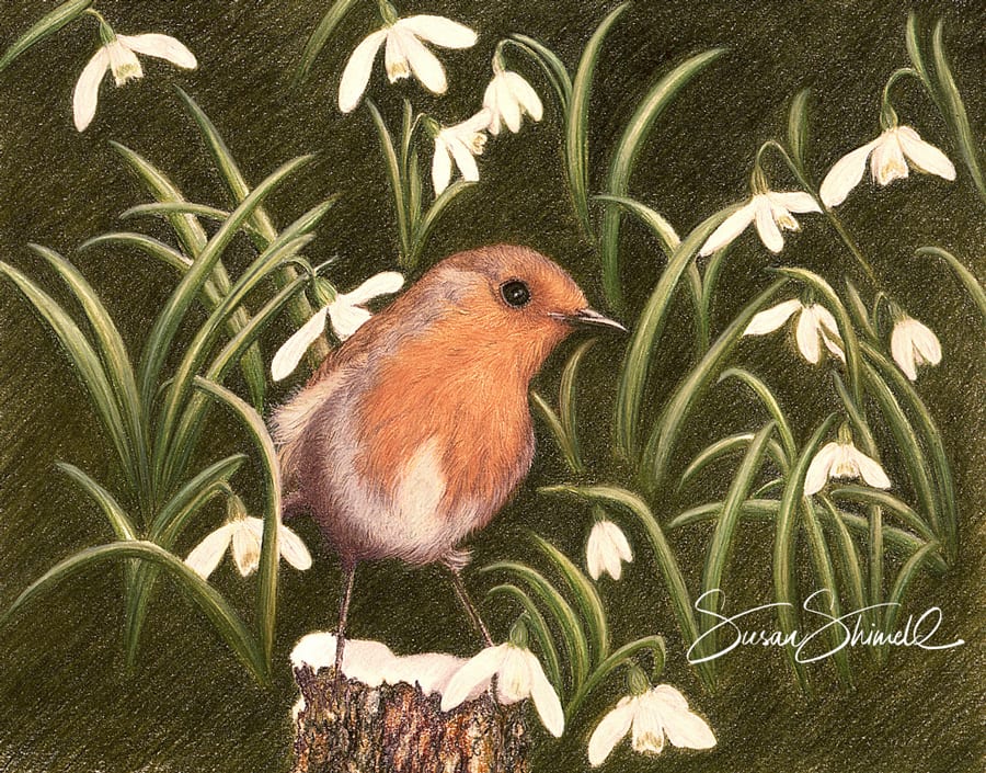 Robin in snowdrops - pastel drawing