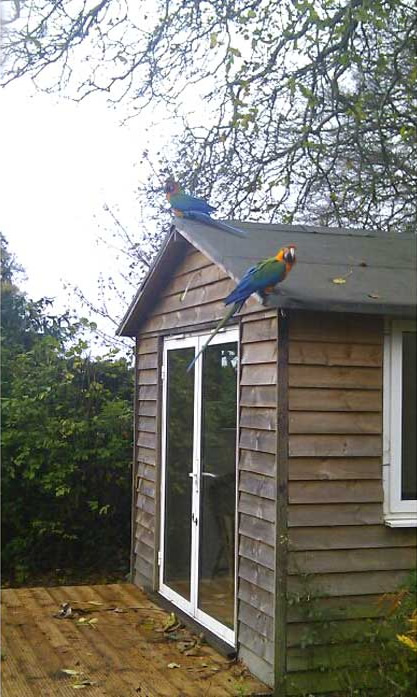 Macaws on the roof