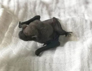 Three rescued Pipistrelle pups waiting to be weighed. Cared for by Susan Shimeld